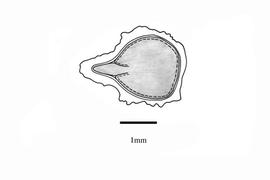   Embryo:   Echium plantagineum ; Illustration by K. Parker, Kirkbride et al. (2006)
